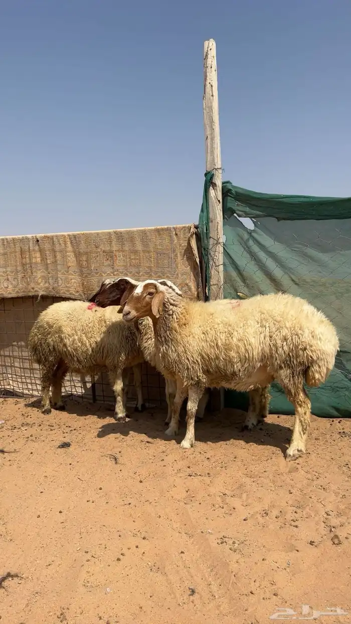 شياة نعيم دفيع واشباب وجرومها طيبه 4
