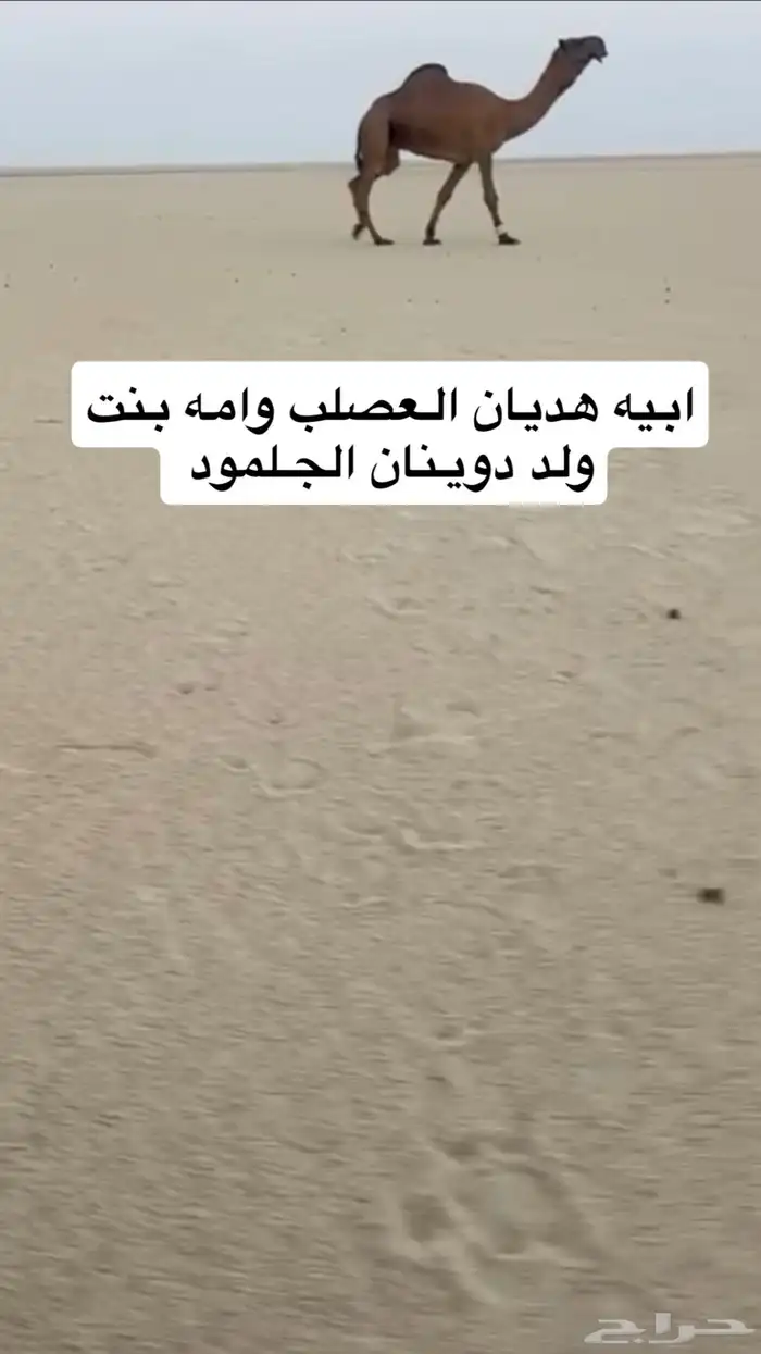 بعير سلاله و شكل كفو 0