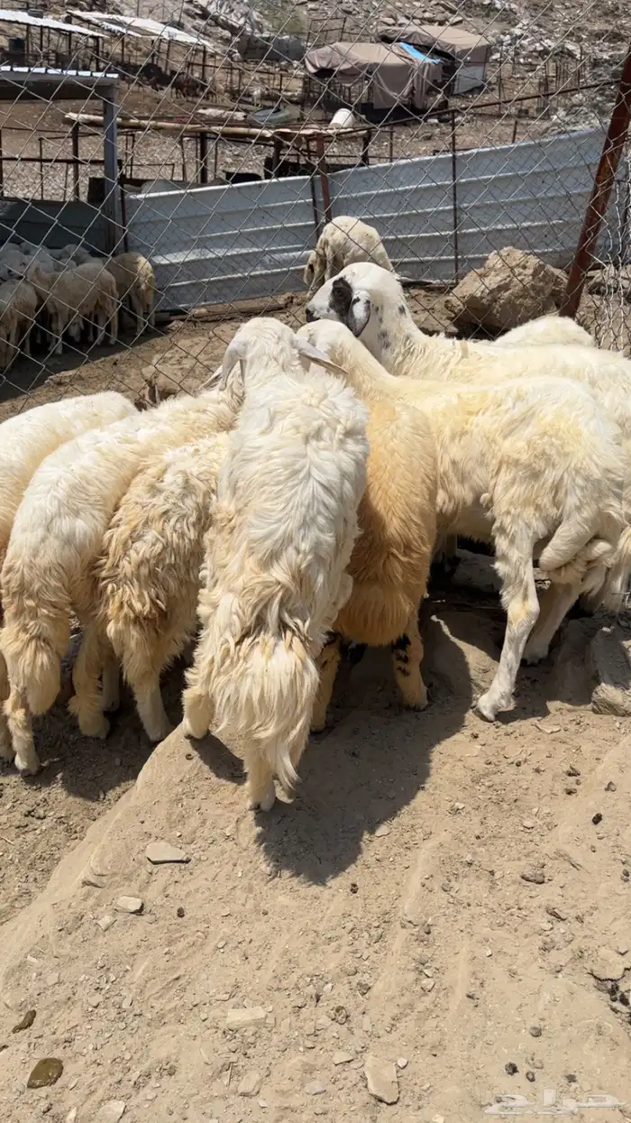 طليان ذبايح فل شحم ماشالله 2