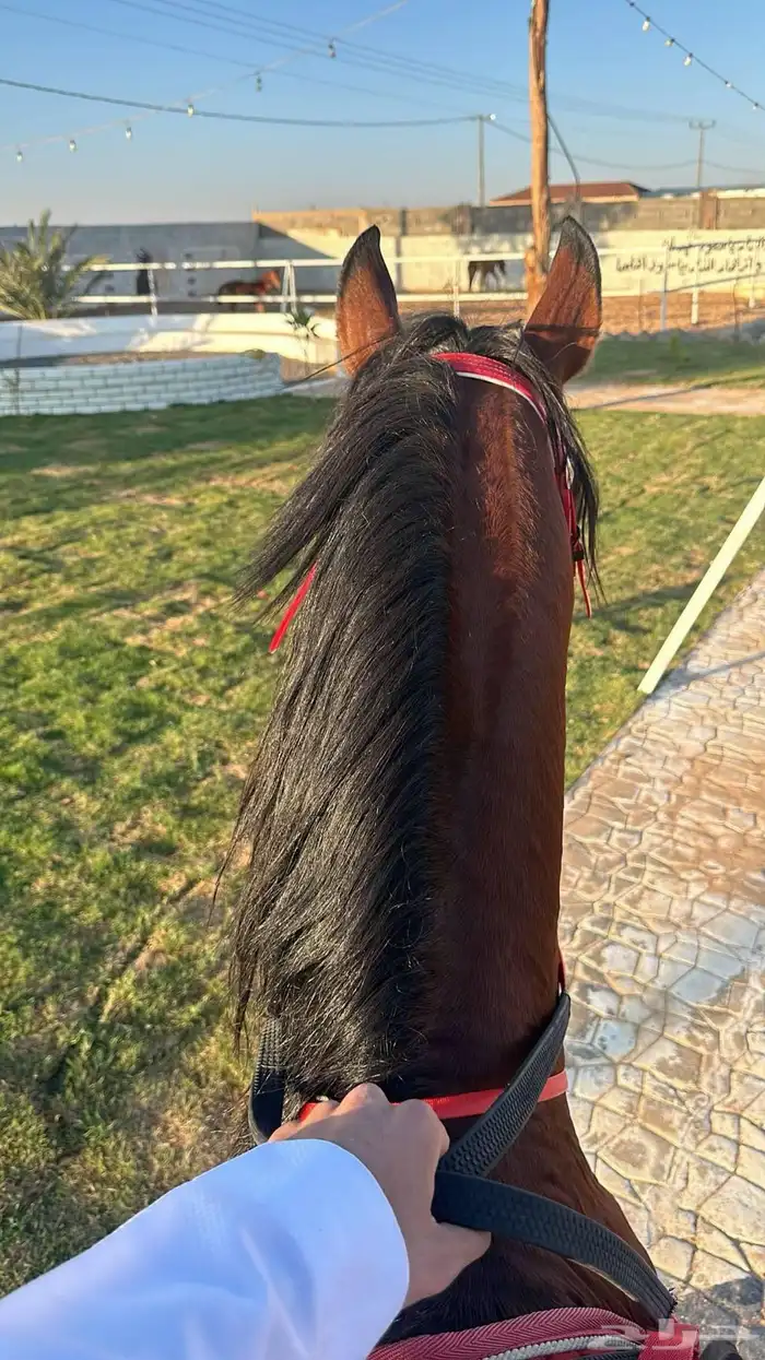 مخيم مع شاليه كبير للاجار دمج خلف حرس الحدود أسعار حلوه مناس 8