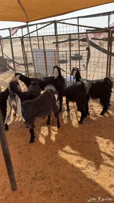 جفرات عوارض 0