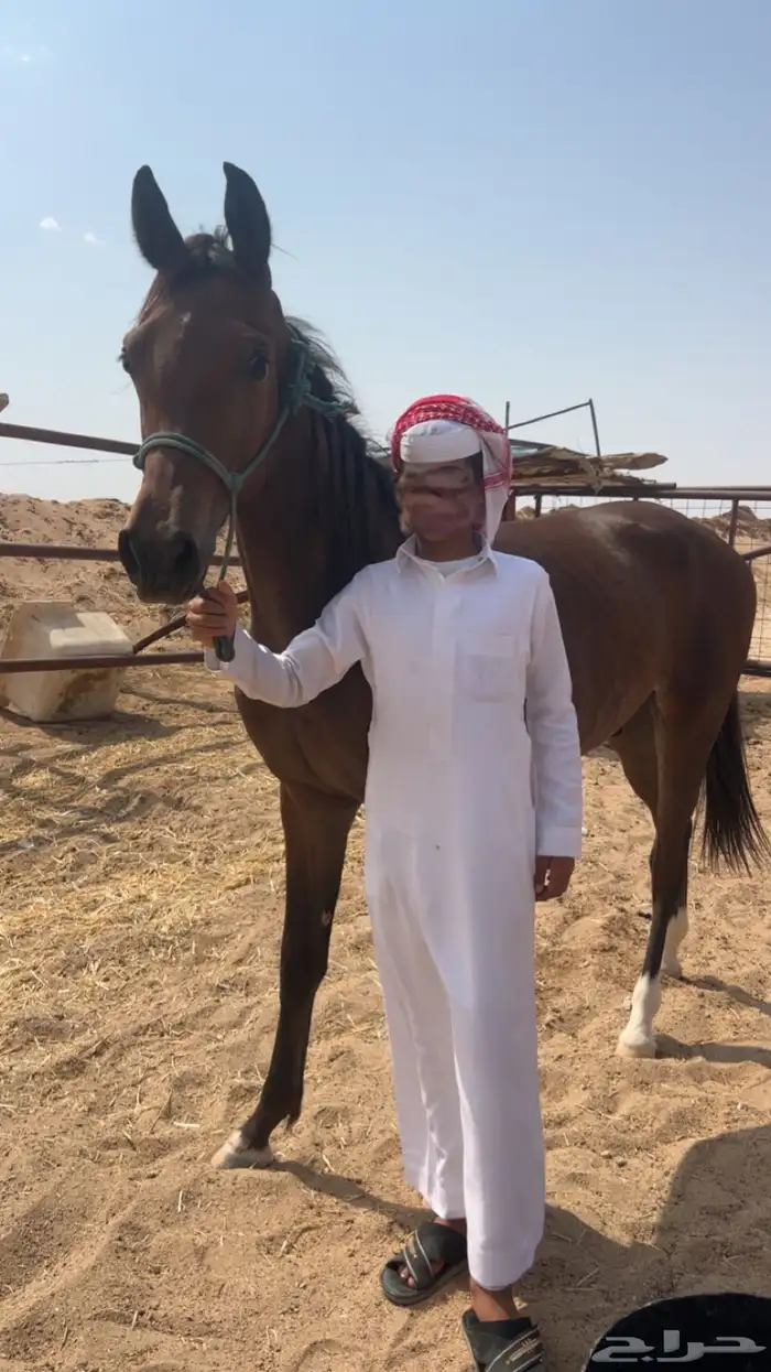 حصان عربي طيب جدا جدا 2