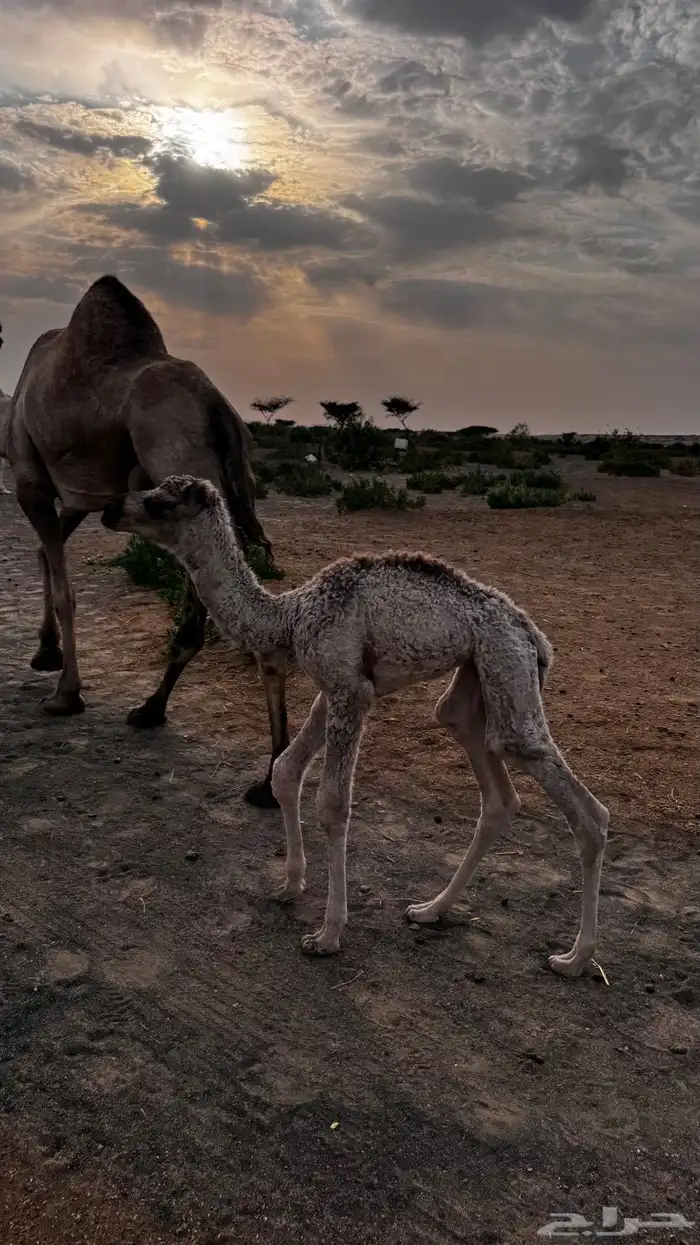 ناقه خلفه 5