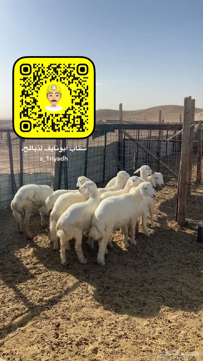 ذبايح ذبيحه نعيم هرفي جبر نعيمي وسط حري هرافي حريات لباني 7
