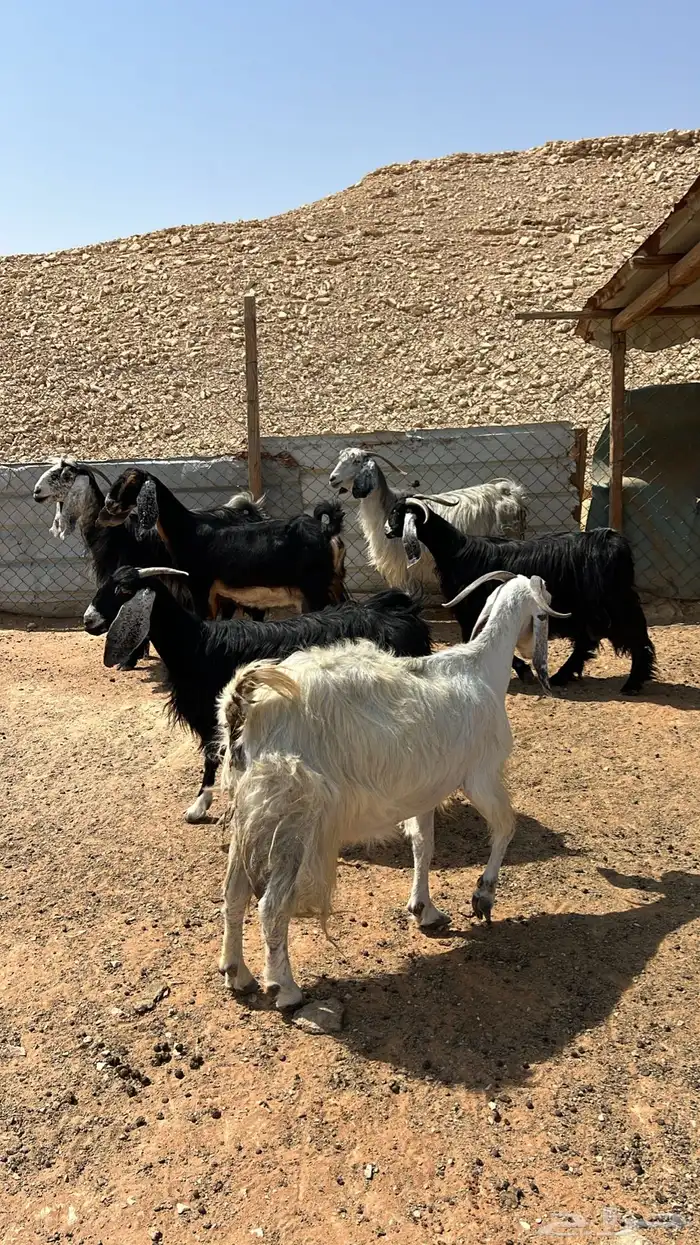 معزا متابيع للبيع 1