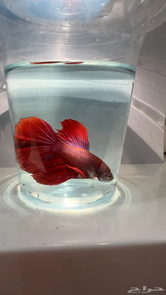 سمك فايتر يوجد توصيل عرض ب10ريال فقط 0