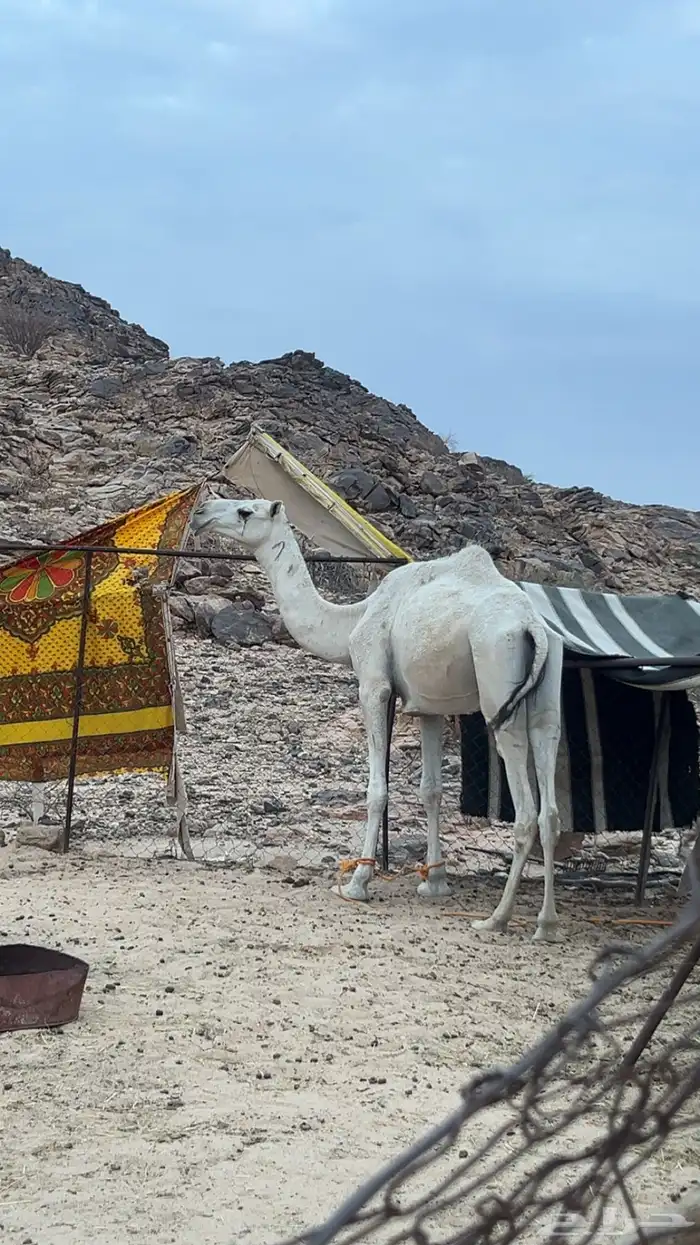 قعود جدع على بعير حضينان الجروي 0