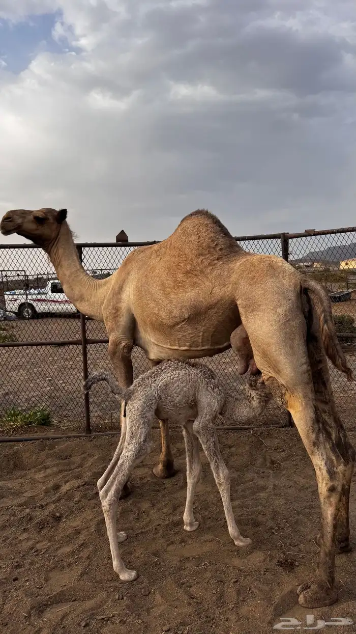 ناقه خلفه 4