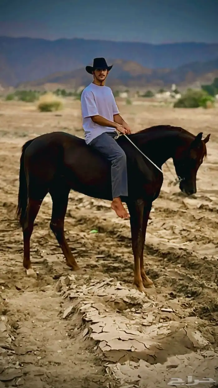 حصان واهو للبيع حفيد مروان الشقب. 2