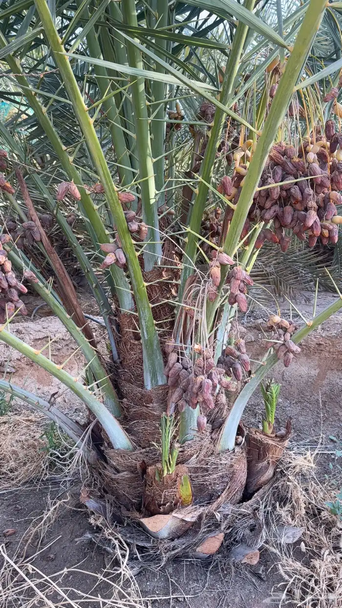 نخل مثمر صقعي مجدول برحي اخلاص وجميع انواع النخيل المثمره 0