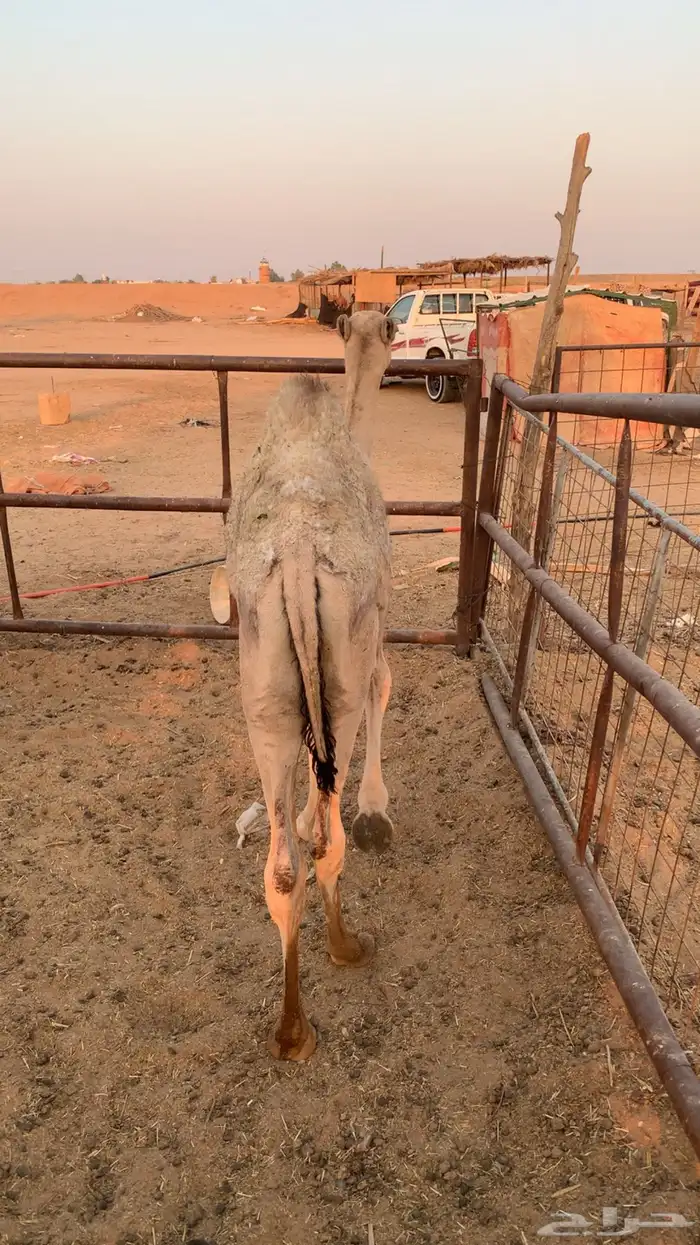 حشو تربيه 8