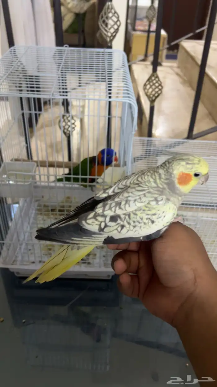 اعرض لكم كروان 1