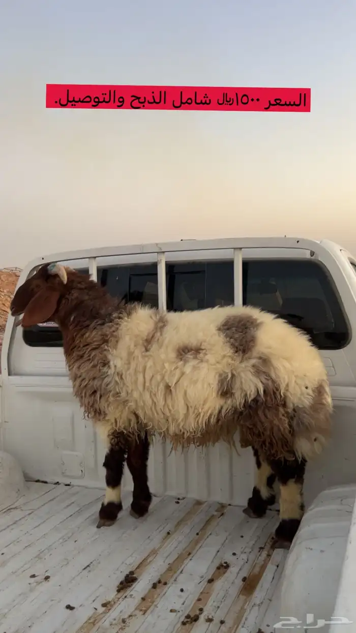 ذبايح نعيم وحريات وتيوس 2