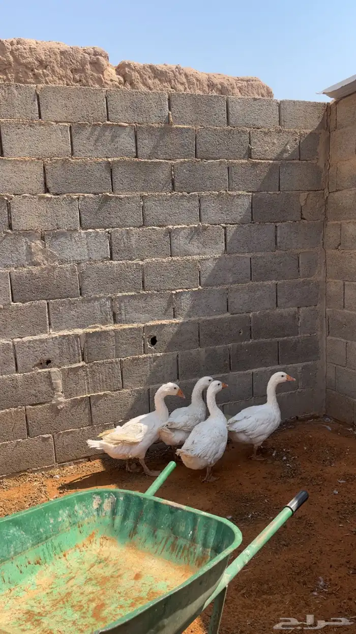 وز بلدي 0