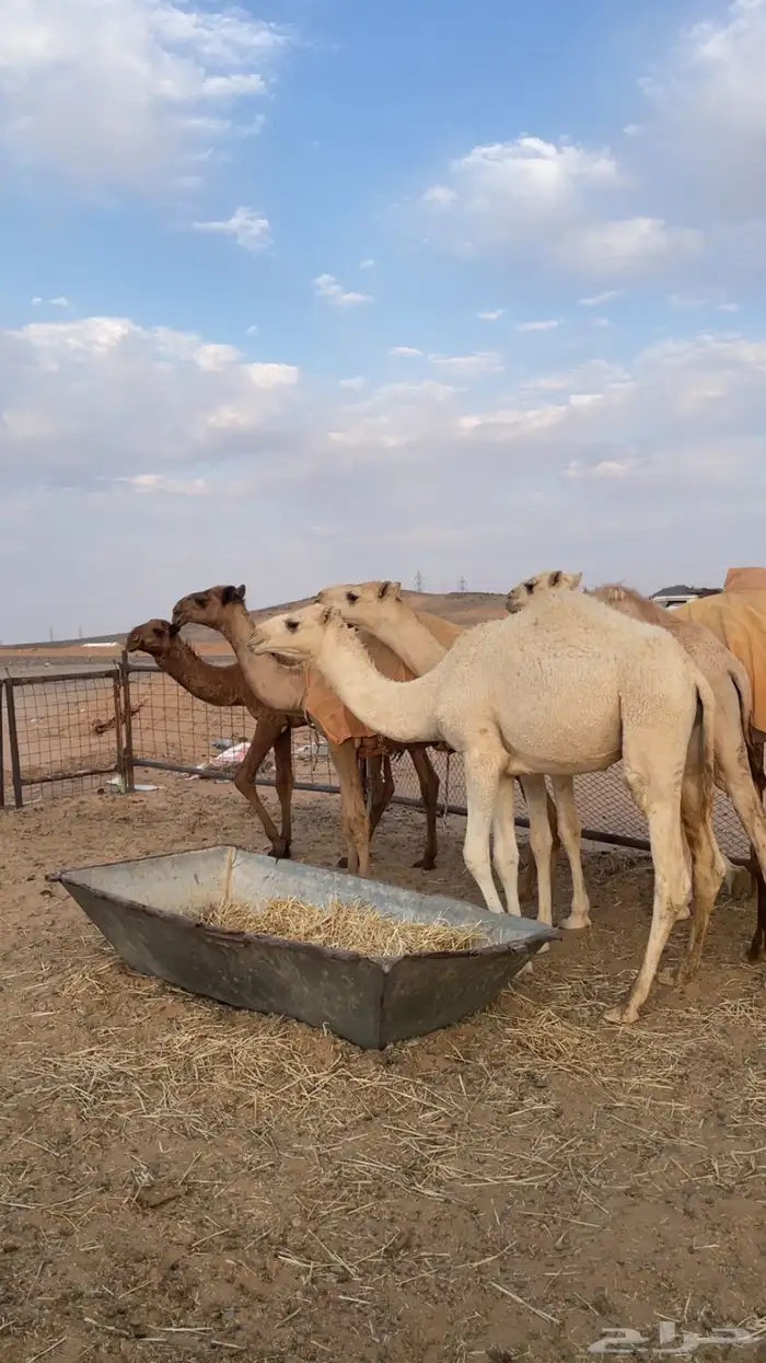 حشو للبيع 5 مفاريد وواحد حوار الموقع عفيف 1