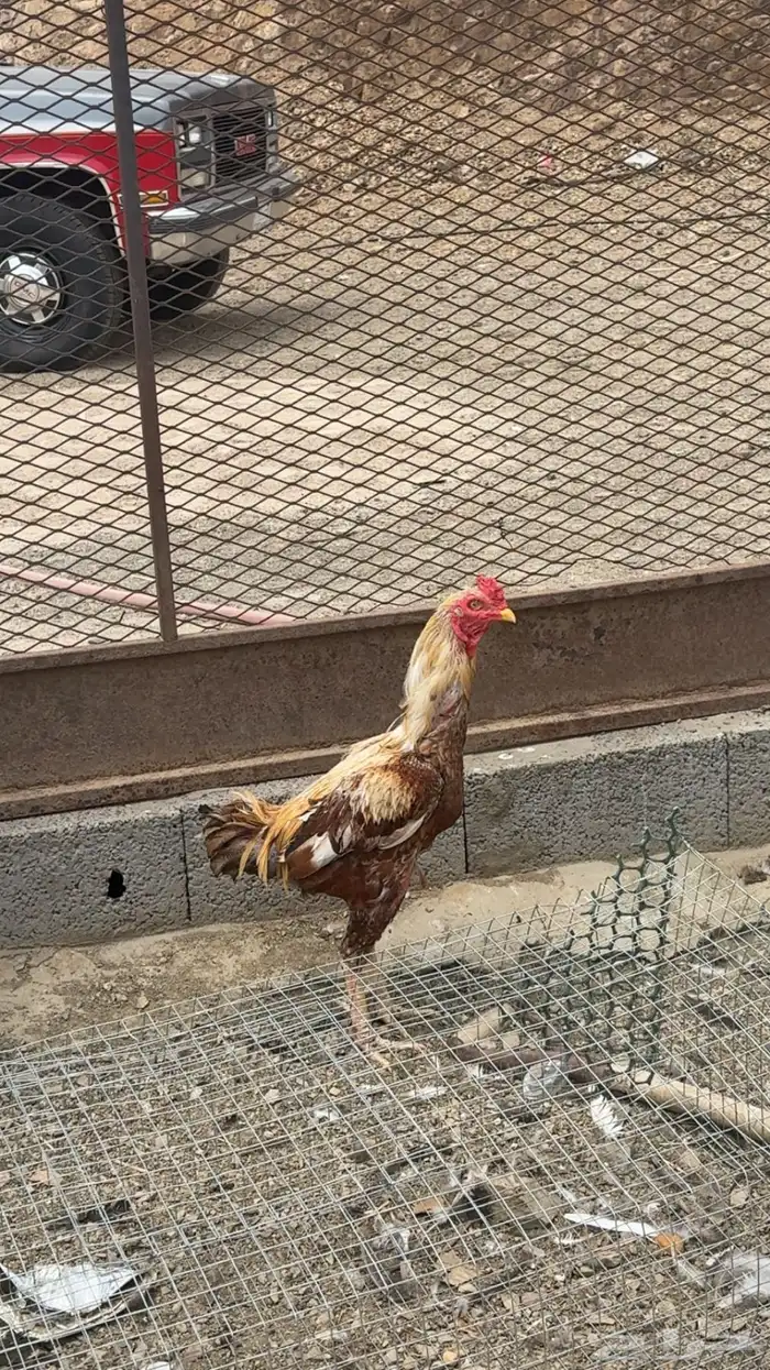 دياكه باكستاني 3