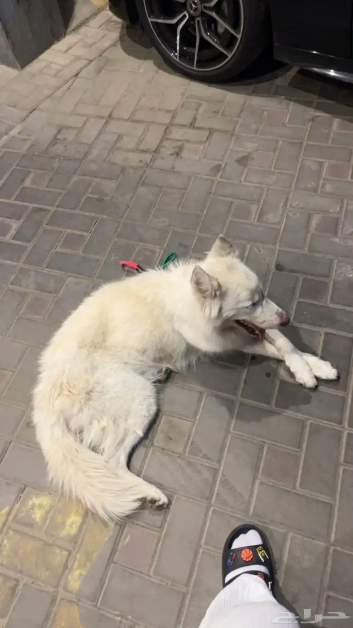 كلب ضايع 1
