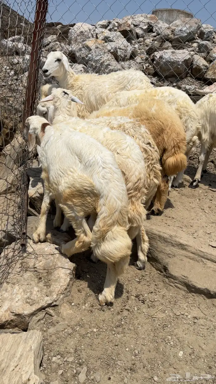 طليان ذبايح فل شحم ماشالله 5