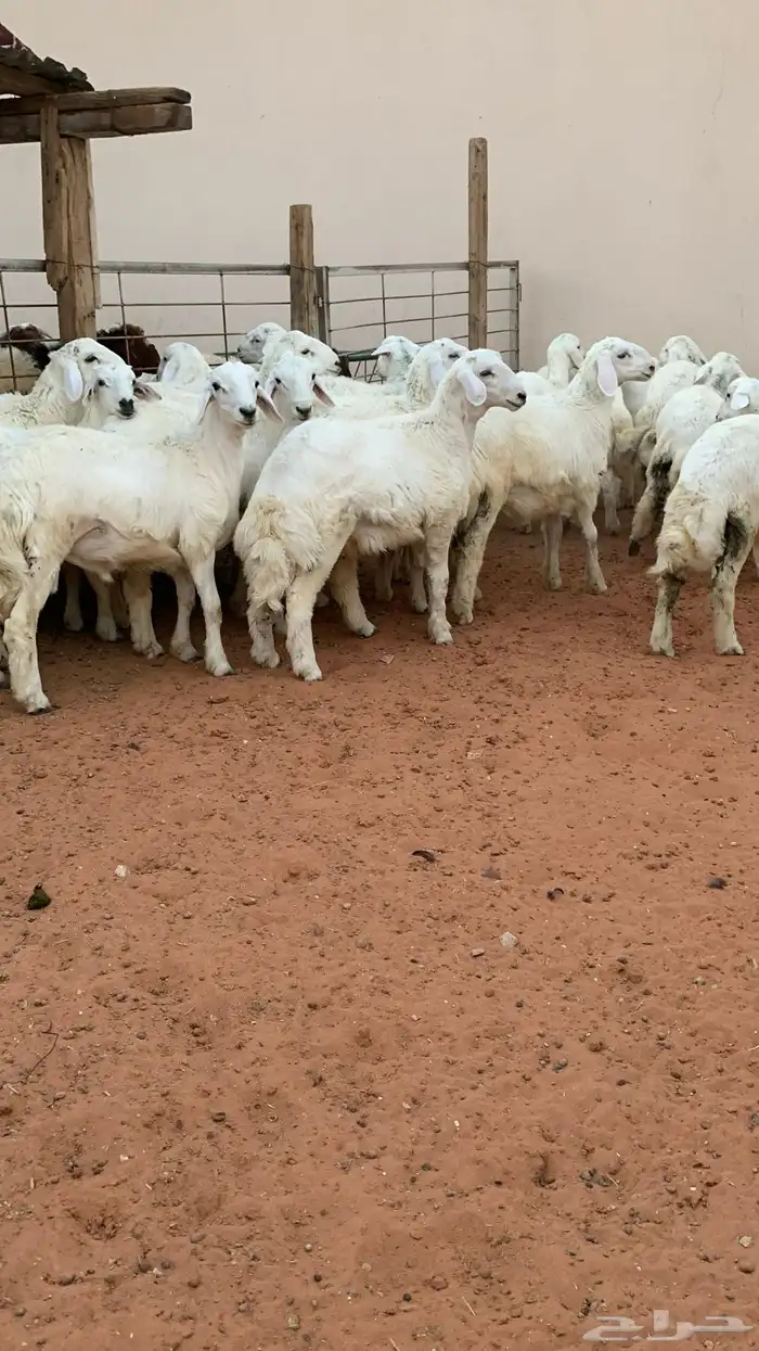 21 خروف حري صافي العمر فوق 6 اشهر 1