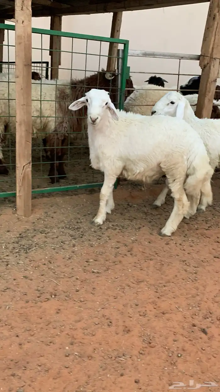 21 خروف حري صافي العمر فوق 6 اشهر 3