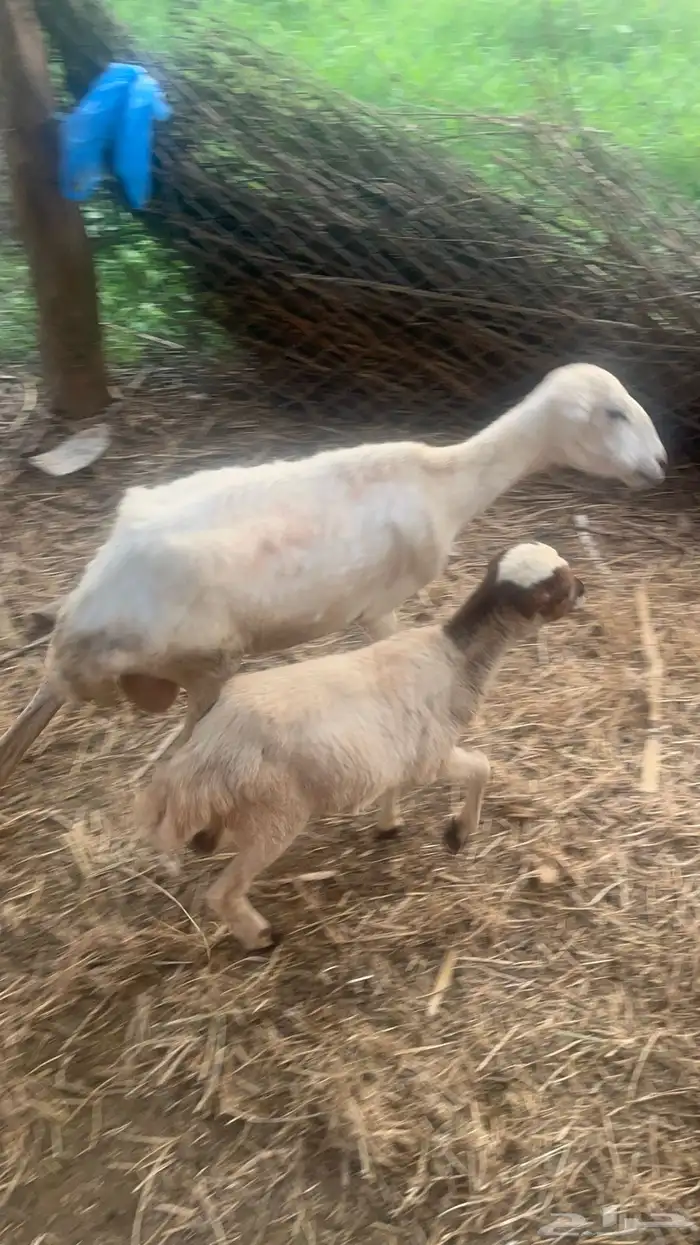 نعجه منتوج 6
