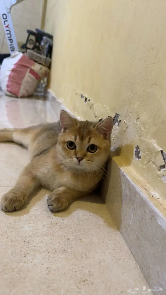 للبيع 3 قطط سكوتش ستريت 1