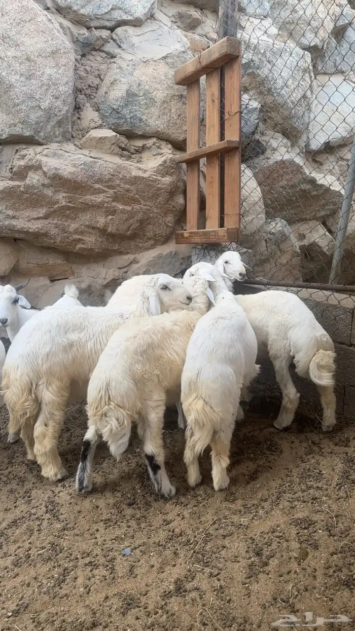 طليان ذبايح وضيوف من حلال الطايف 1