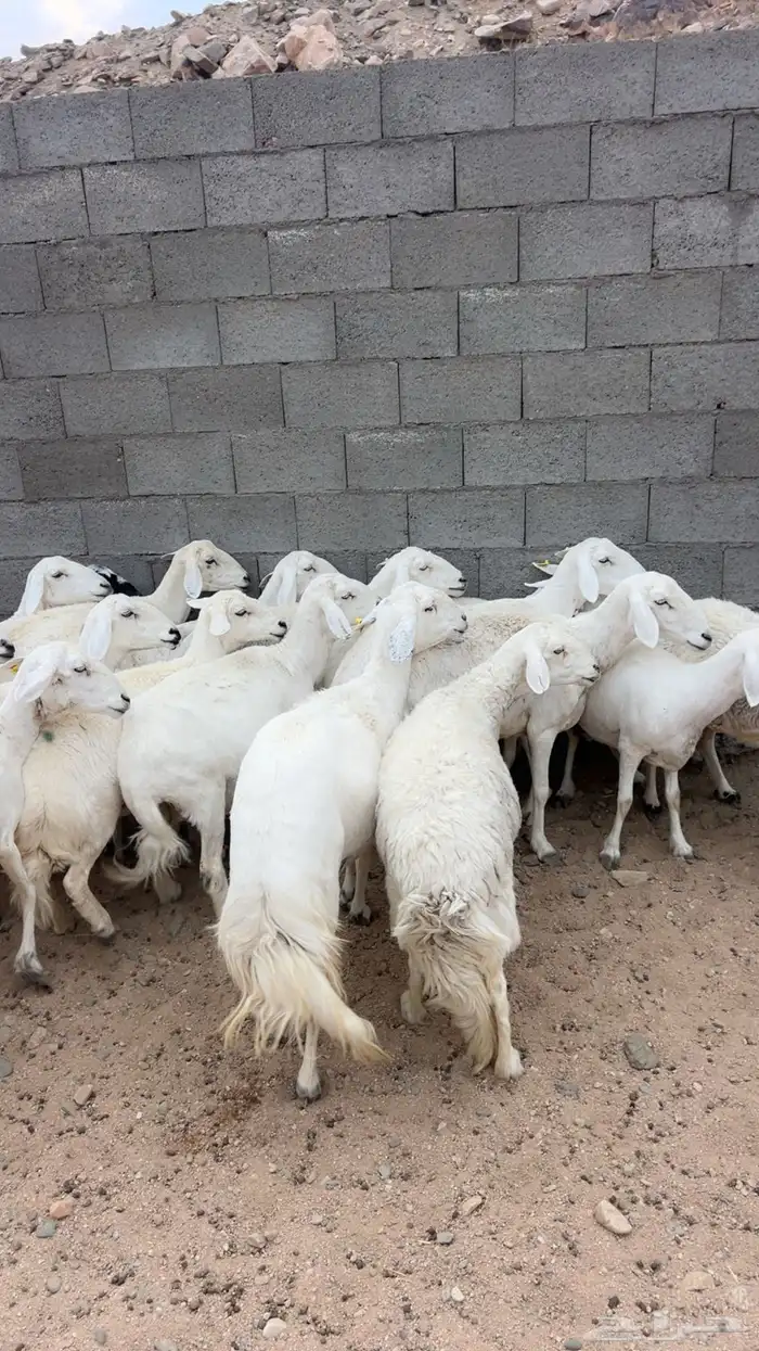 20 من الضأن دفيع 1
