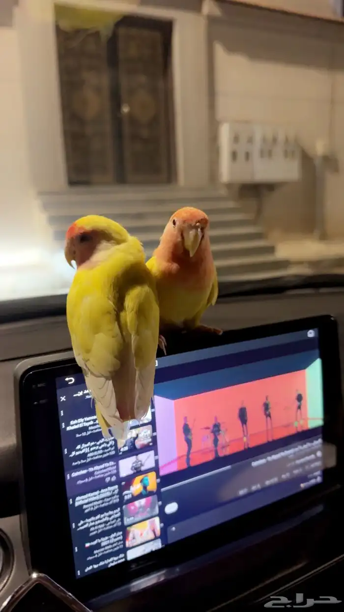 جوز روز منتج 5