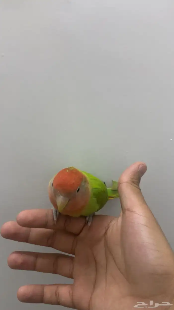 جوز روز للبيع 0