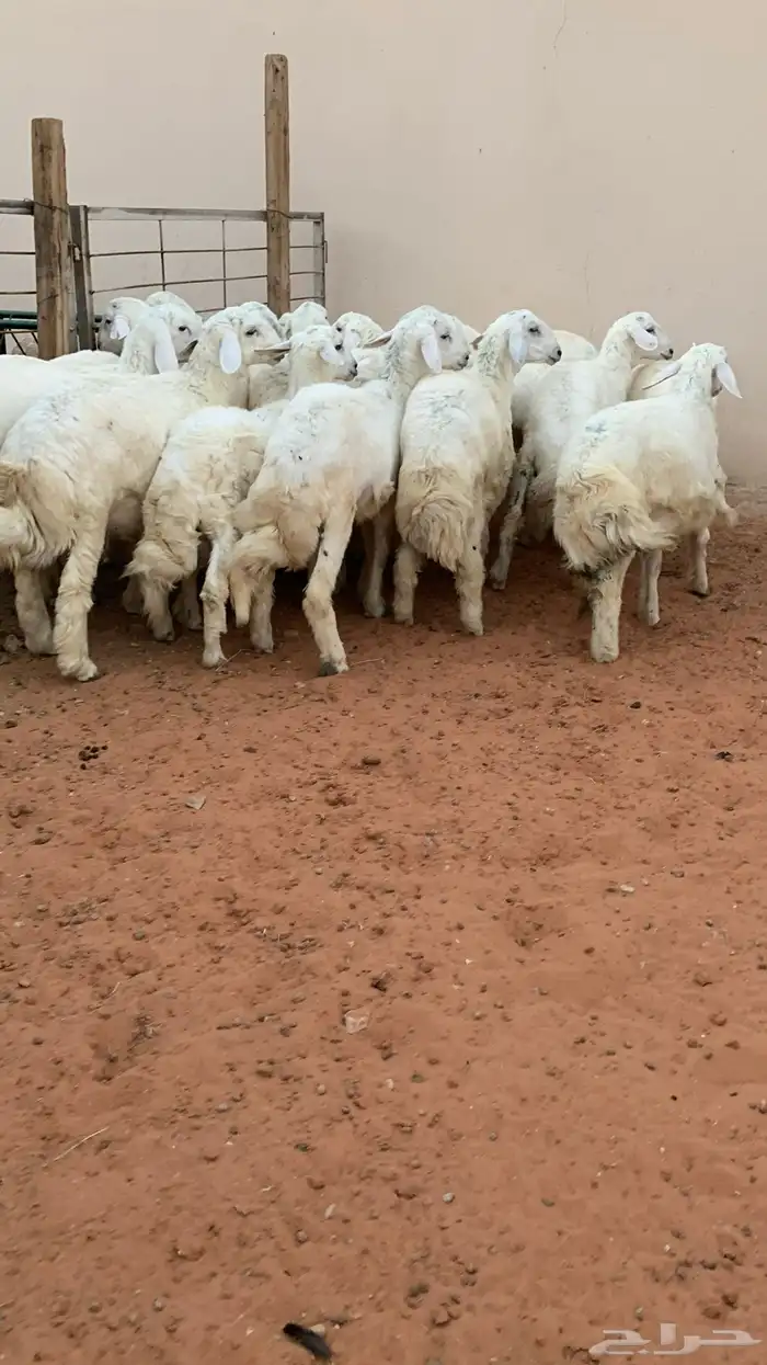 21 خروف حري صافي العمر فوق 6 اشهر 2