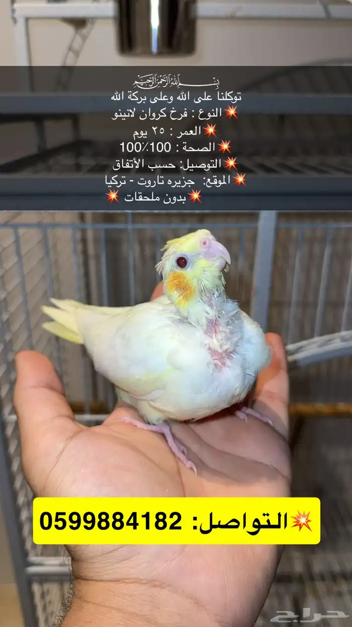 فرخ كروان لاتينو غر 0