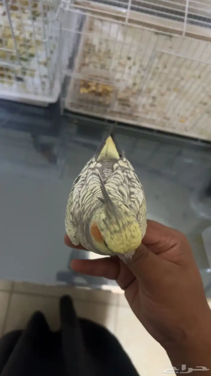 اعرض لكم كروان 3