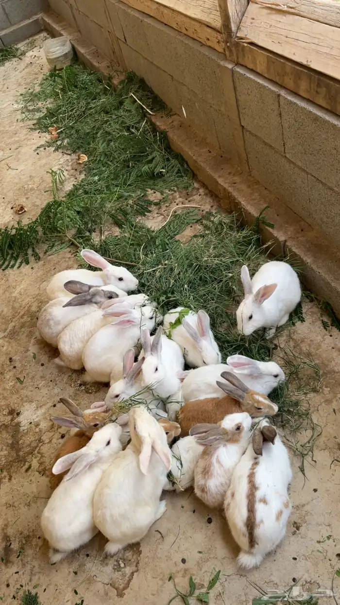 أرانب للبيع منتجه مافيها أمراض للتواصل 1