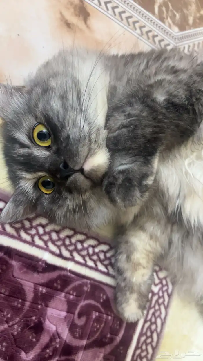قطط للتبني محايل عسير 0