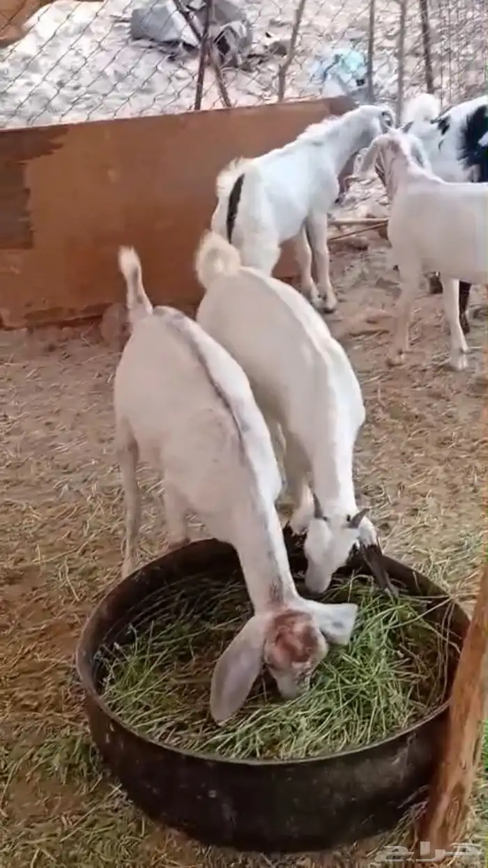 تيوس حبص بيشيه للبيع 3
