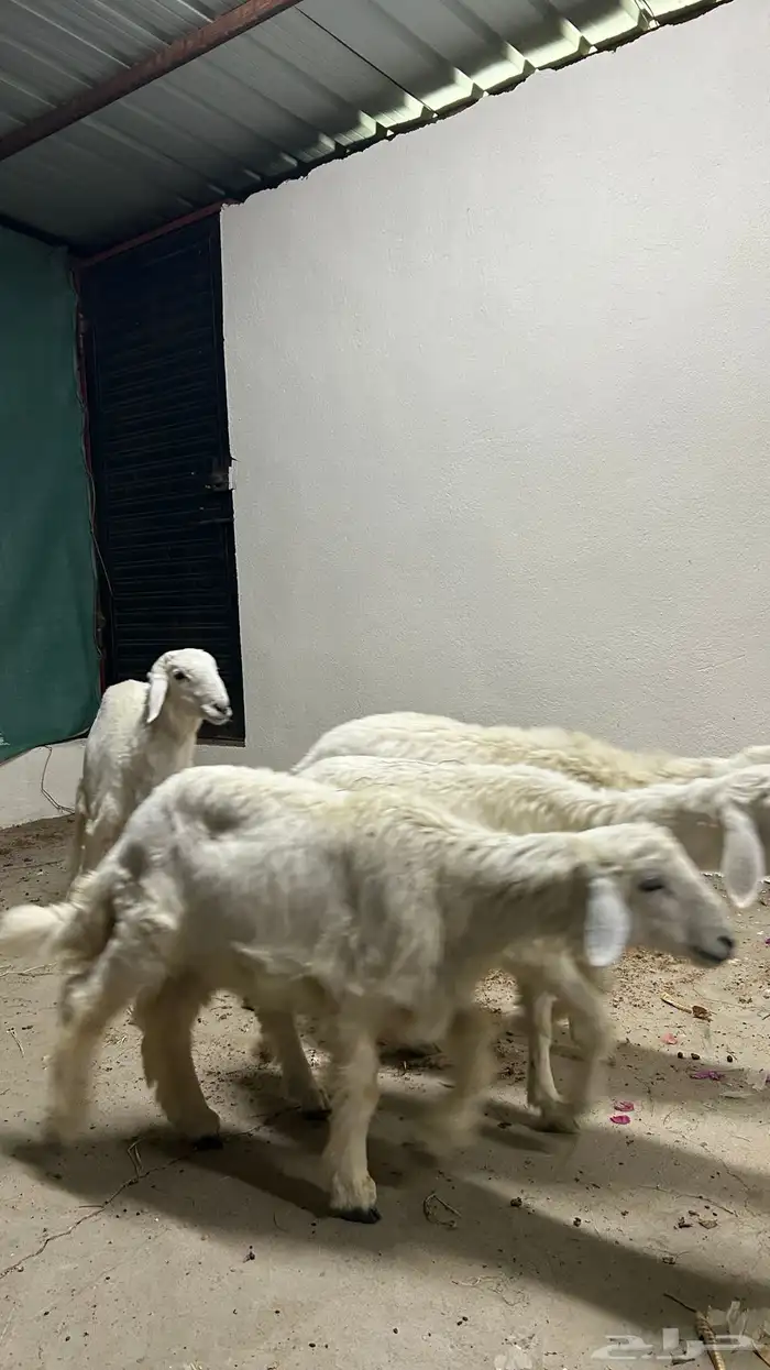 بهم حري للبيع 6