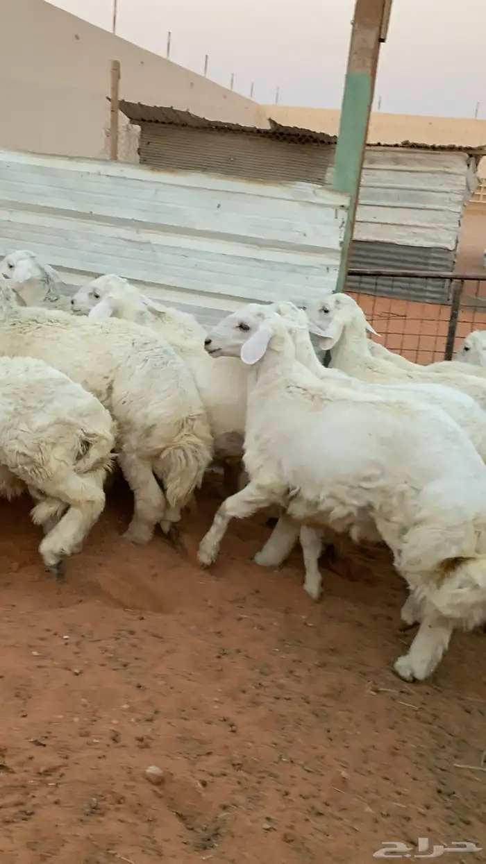 21 خروف حري صافي العمر فوق 6 اشهر 14