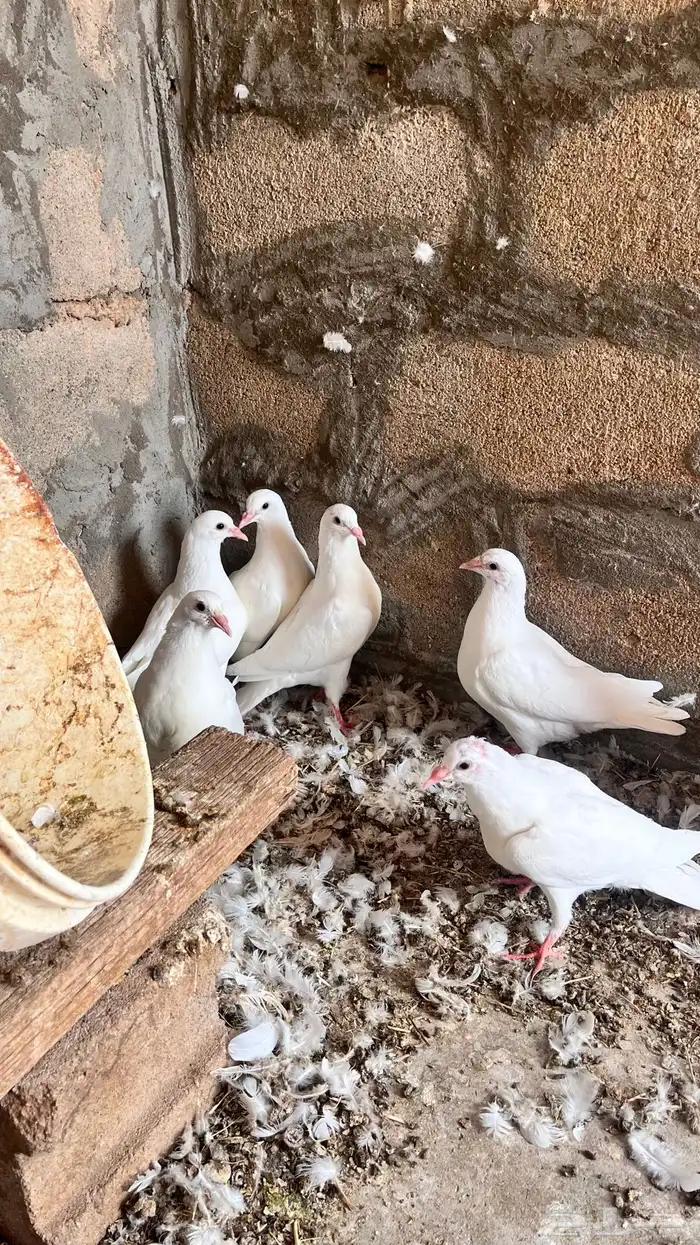 فروخ حمام فرنسي للبيع 4