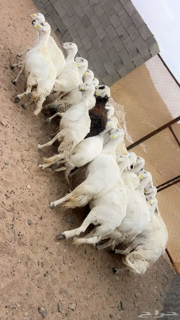 20 من الضأن دفيع 6