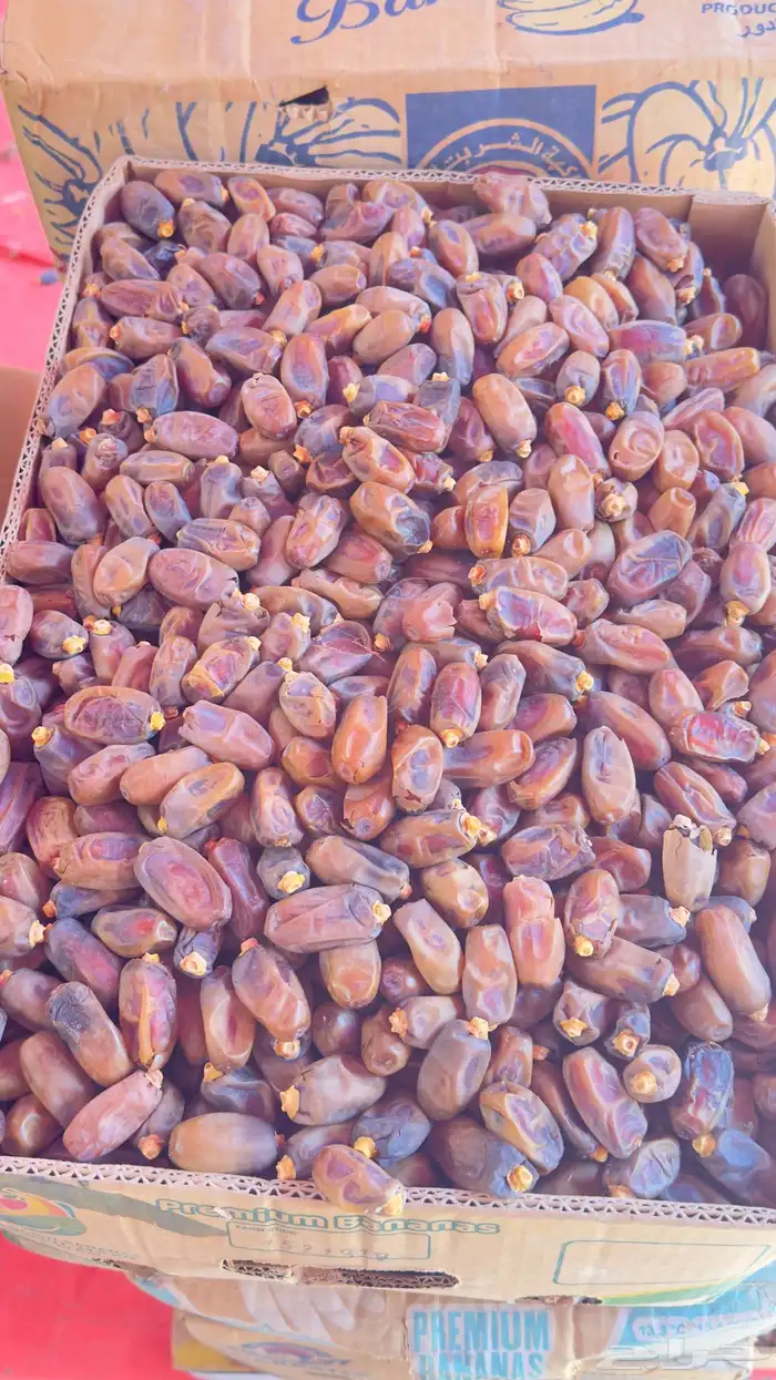 تمر برني الموقع العلا 0