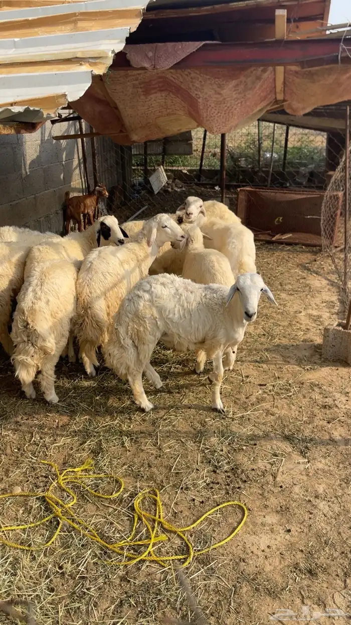 محايل عسير 0