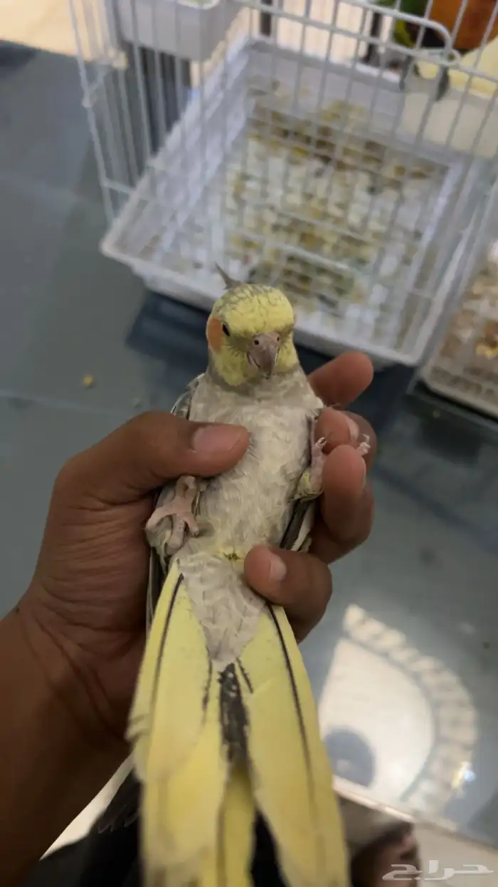 اعرض لكم كروان 0