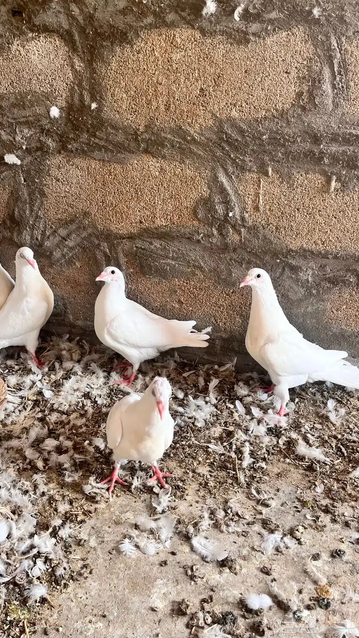 فروخ حمام فرنسي للبيع 5
