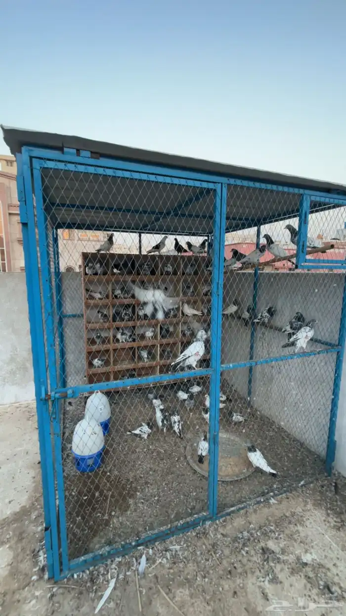 صندقة حمام مع حمام باكستاني 1