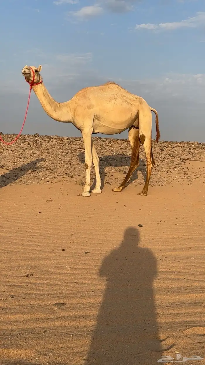 ناقه بنت متحد ابن رويشد ولقحه تلد من شاهين 0
