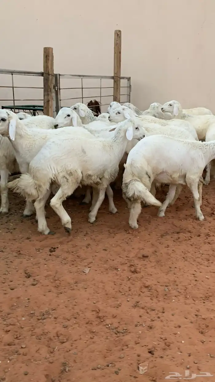 21 خروف حري صافي العمر فوق 6 اشهر 11