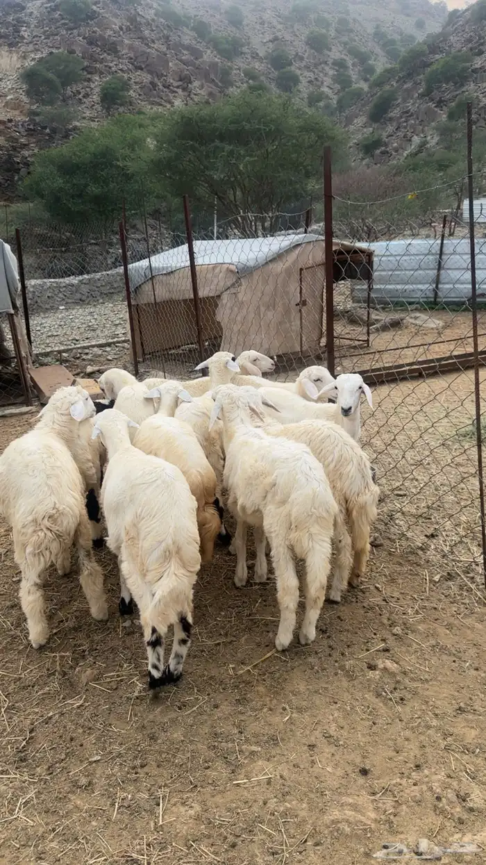 بهم تربيه نظيفه 2