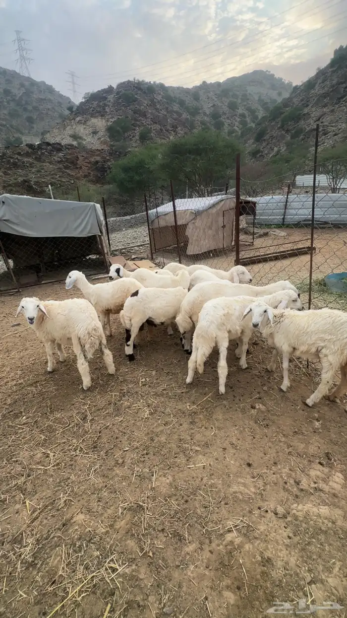 بهم تربيه نظيفه 0