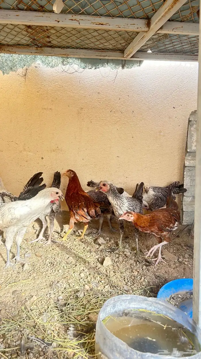 دجاج بلدي فيومي اصحه جيده العداد9 1